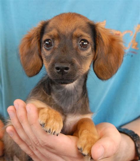 Search for dogs for adoption at shelters near Fredericksburg, VA. . Free puppies near me now